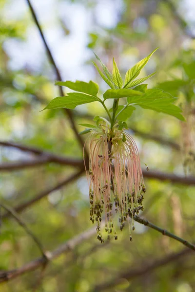 Der Eschenblättrige Ahorn Acer Negundo Blüht Frühjahr — Stockfoto