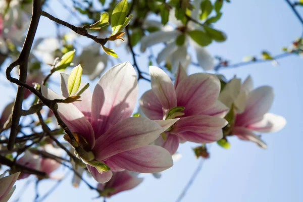 Magnolia Blooming Spring Seen Upwards Blue Sky — Stock Photo, Image