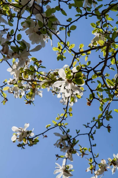 Магнолия Цветет Весной Видны Вверх Против Голубого Неба — стоковое фото