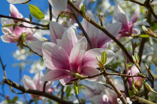 Magnolia Blooming Spring Sunny Day — Stock Photo, Image