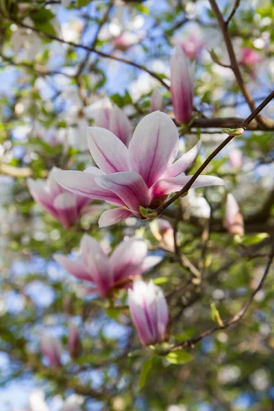 Magnolie Blüht Frühling Einem Sonnigen Tag — Stockfoto