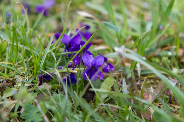 Violette Douce Viola Odorata Fleurissant Gros Plan — Photo