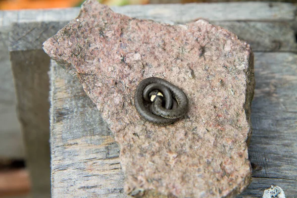 Νεαρό Φίδι Χόρτο Natrix Natrix Τυλιγμένο Μια Πέτρα Έναν Κήπο — Φωτογραφία Αρχείου
