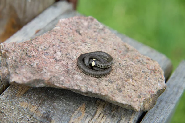 Młody Wąż Trawiasty Natrix Natrix Zwinięty Kamieniu Ogrodzie — Zdjęcie stockowe