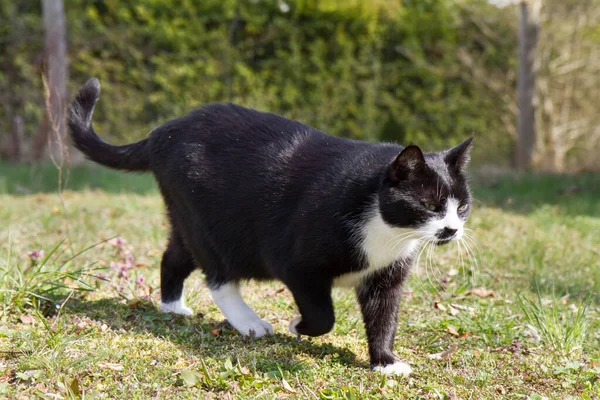 Černá Bílá Kočka Kráčí Svižně Zahradou — Stock fotografie