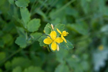 Daha büyük celandin (Chelidonium majus) bir çayırda çiçek açar.