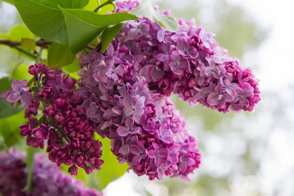 Lilac Syringa Blooming Early Spring — Stock Photo, Image