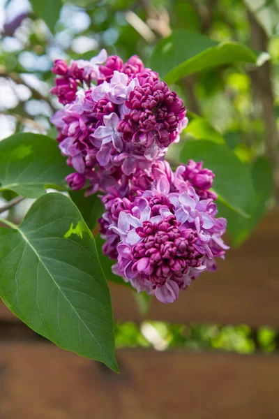 Lilac Syringa Blommar Tidigt Våren — Stockfoto