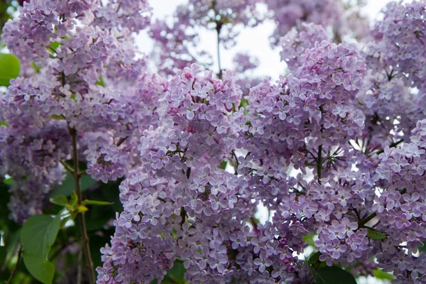 Lilac Syringa Blooming Early Spring — Stock Photo, Image