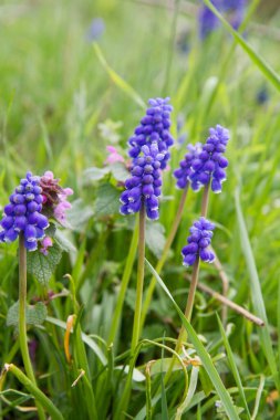 Bir tarlada çiçek açan üzüm sümbülü (Muscari)