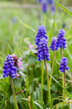 Bir tarlada çiçek açan üzüm sümbülü (Muscari)
