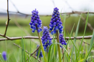 Bir tarlada çiçek açan üzüm sümbülü (Muscari)