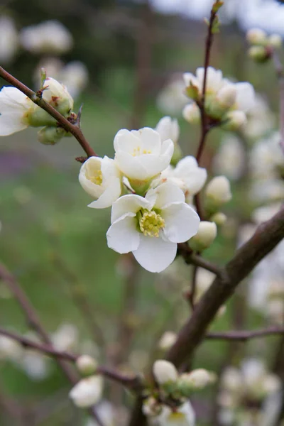 Quince Flowers Blooming Garden — Stock Photo, Image