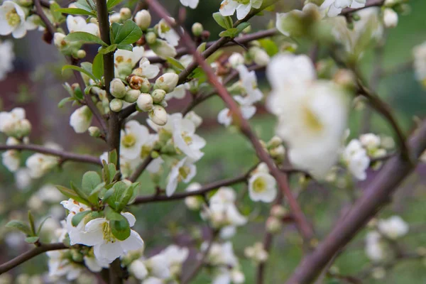 Цветы Айвы Саду — стоковое фото