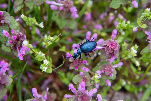牧草地の赤いデッドネトルの花に油甲虫 Meloe — ストック写真