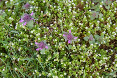 Kızıl ölü ısırgan otu (Lamium purpureum) ve çayırda çiçek açan civciv (Stellaria media) - bahar arkaplanı