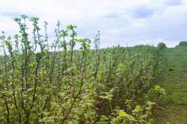 Frenk üzümü (Ribes nigrum) bulutlu bir bahar gününde bir tarlada yetişir.