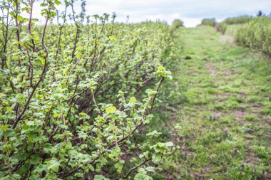 Frenk üzümü (Ribes nigrum) bulutlu bir bahar gününde bir tarlada yetişir.