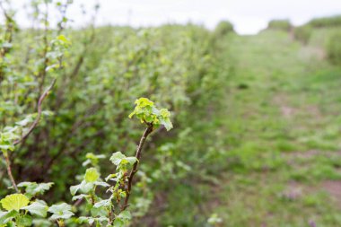 Frenk üzümü (Ribes nigrum) bulutlu bir bahar gününde bir tarlada yetişir.