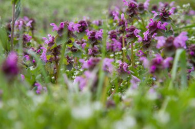 Kırmızı ölüm ısırganı (Lamium purpureum) bir çayırda çiçek açıyor