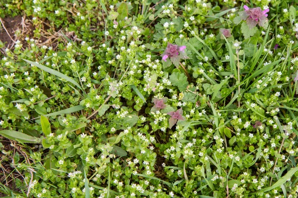 在草地 春天的背景下 红色的水壶 紫色层状 和水草 — 图库照片