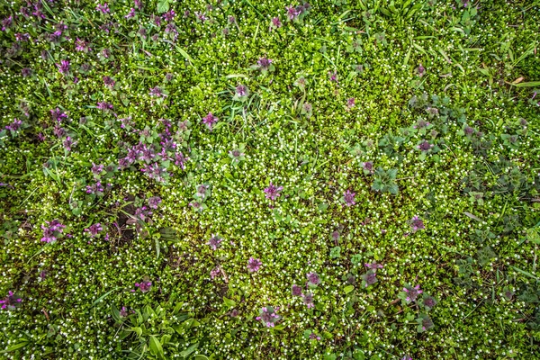 Ortie Rouge Lamium Purpureum Potamot Stellaria Media Fleurissent Dans Une — Photo
