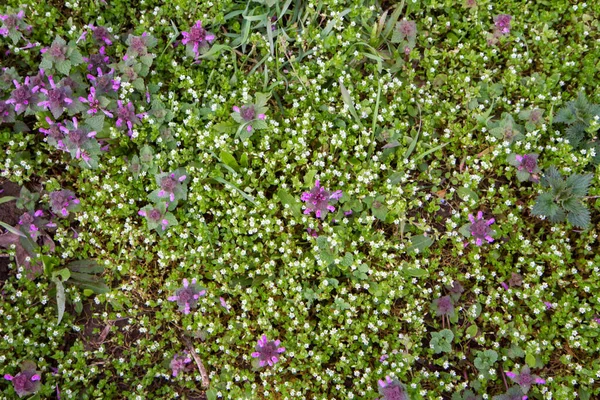 Kızıl Ölü Isırgan Otu Lamium Purpureum Çayırda Çiçek Açan Civciv — Stok fotoğraf