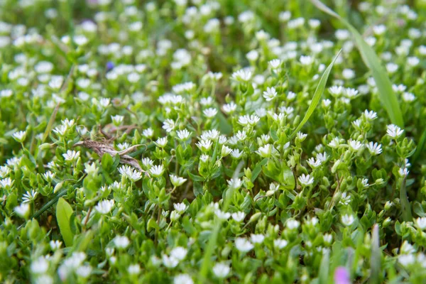 草场上盛开的水草 石珊瑚媒体 — 图库照片