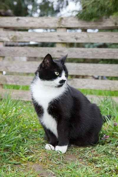 花园中的黑白猫 — 图库照片