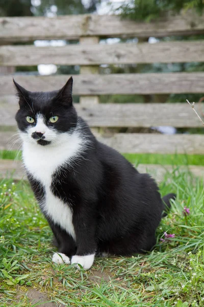 Czarno Biały Kot Ogrodzie — Zdjęcie stockowe