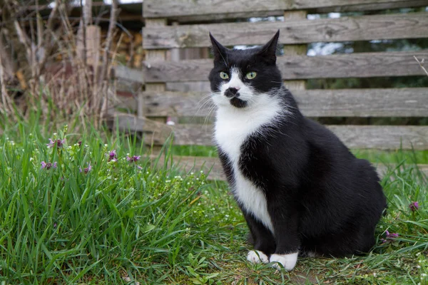 Чорно Біла Кішка Саду — стокове фото