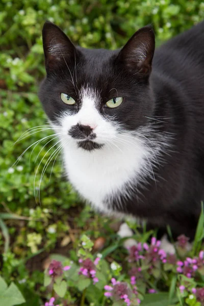 Chat Noir Blanc Dans Jardin — Photo