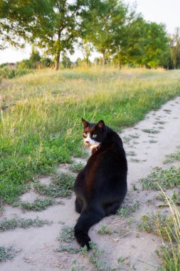 Siyah beyaz kedi toprak bir yolda oturuyor, geriye bakıyor.