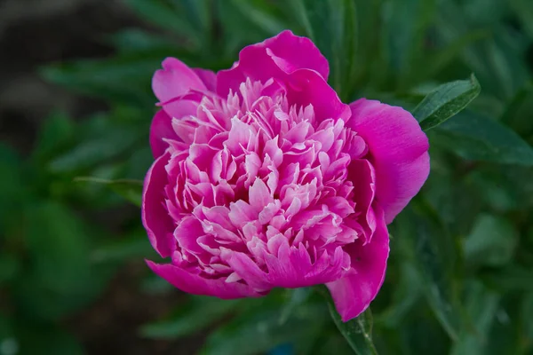 Różowy Peony Kwitnący Ogrodzie — Zdjęcie stockowe