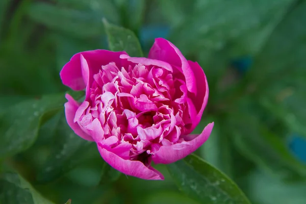 Pink Peony Blooming Garden — Stock Photo, Image