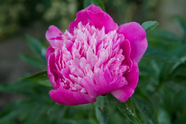 Różowy Peony Kwitnący Ogrodzie — Zdjęcie stockowe