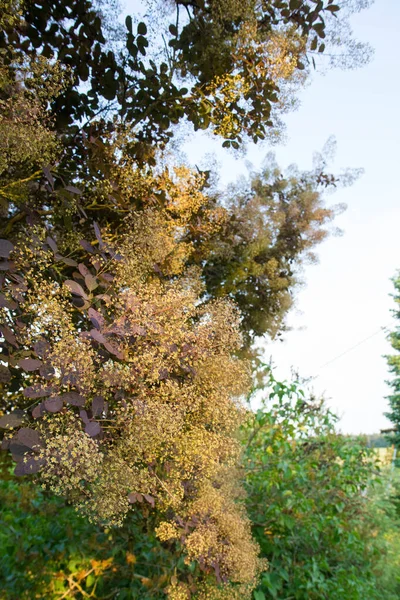 Smoketree Cotinus Durante Floração Jardim — Fotografia de Stock