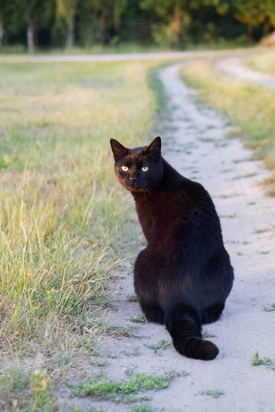 Gato Preto Sentado Uma Estrada Terra Olhando Para Trás — Fotografia de Stock