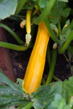 Yazın bir bahçede kabaklar yetiştiriliyor.