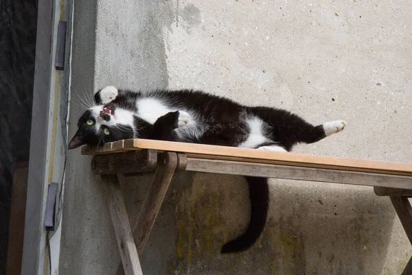 Ασπρόμαυρη Γάτα Κυλιέται Ένα Παγκάκι Μια Βεράντα Χαζολογώντας — Φωτογραφία Αρχείου