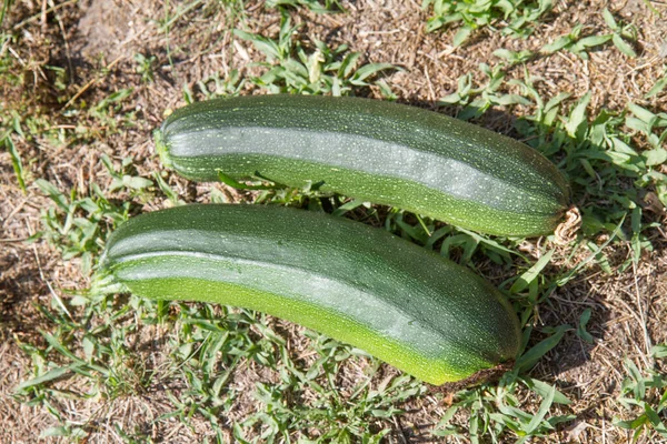 Zucchinis Ground Garden — Stock Photo, Image