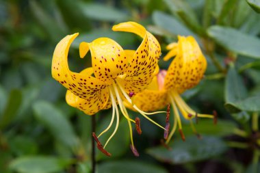 Sarı zambak (Lilium) çiçeği yakından çiçek açıyor