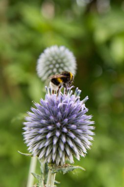 Devedikenleri üzerinde yaban arısı (Echinops)