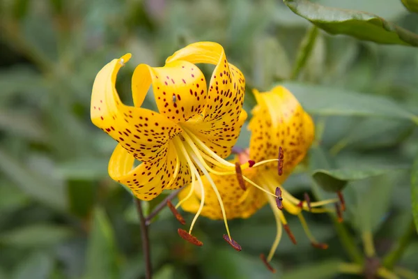 Sarı zambak (Lilium) çiçeği yakından çiçek açıyor