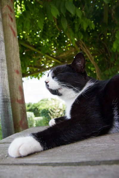 Cansado Gato Blanco Negro Descansando Una Terraza Caluroso Día Verano —  Fotos de Stock