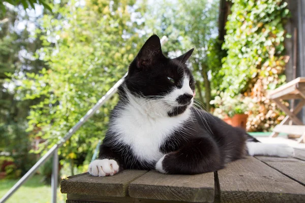Zmęczony Czarno Biały Kot Odpoczywający Tarasie Upalny Letni Dzień — Zdjęcie stockowe