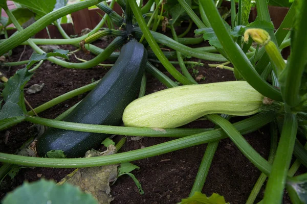 Zucchinis Different Colors Being Grown Garden — Stock Photo, Image