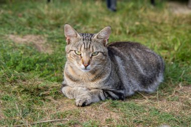 Gri kedi güneşin altında dinleniyor, doğrudan kameraya bakıyor.