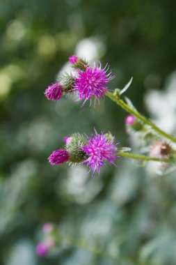 Süt devedikeni yazın sonlarında bir çayırda
