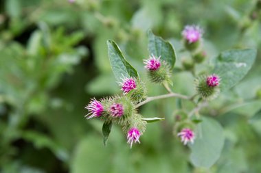 Yazın sonlarında çayırda bir devedikeni